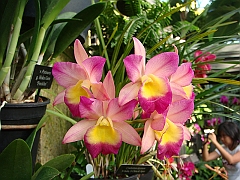 394 Longwood Gardens [2008 August 23]